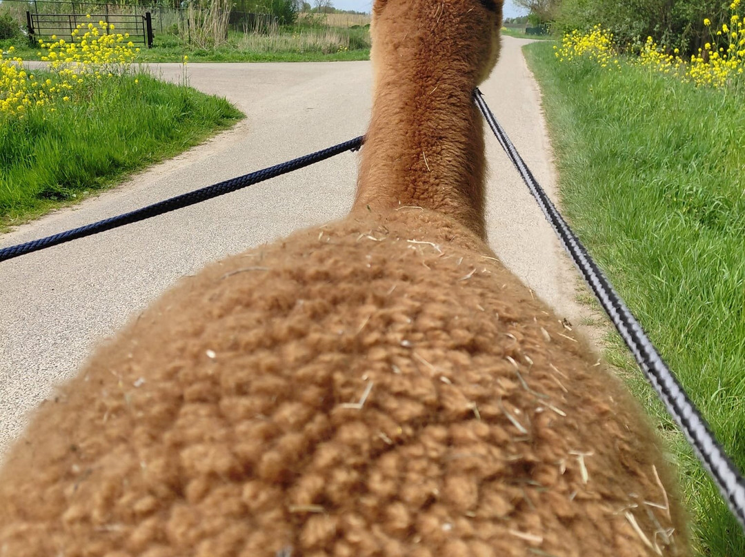 Alpaca's in de Betuwe