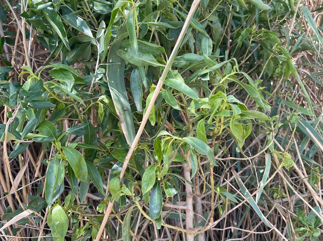 Hipica Mangueta-贝赫尔－德拉弗龙特拉必去景点