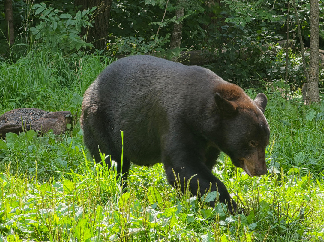 Vince Shute Wildlife Sanctuary-Orr必去景点