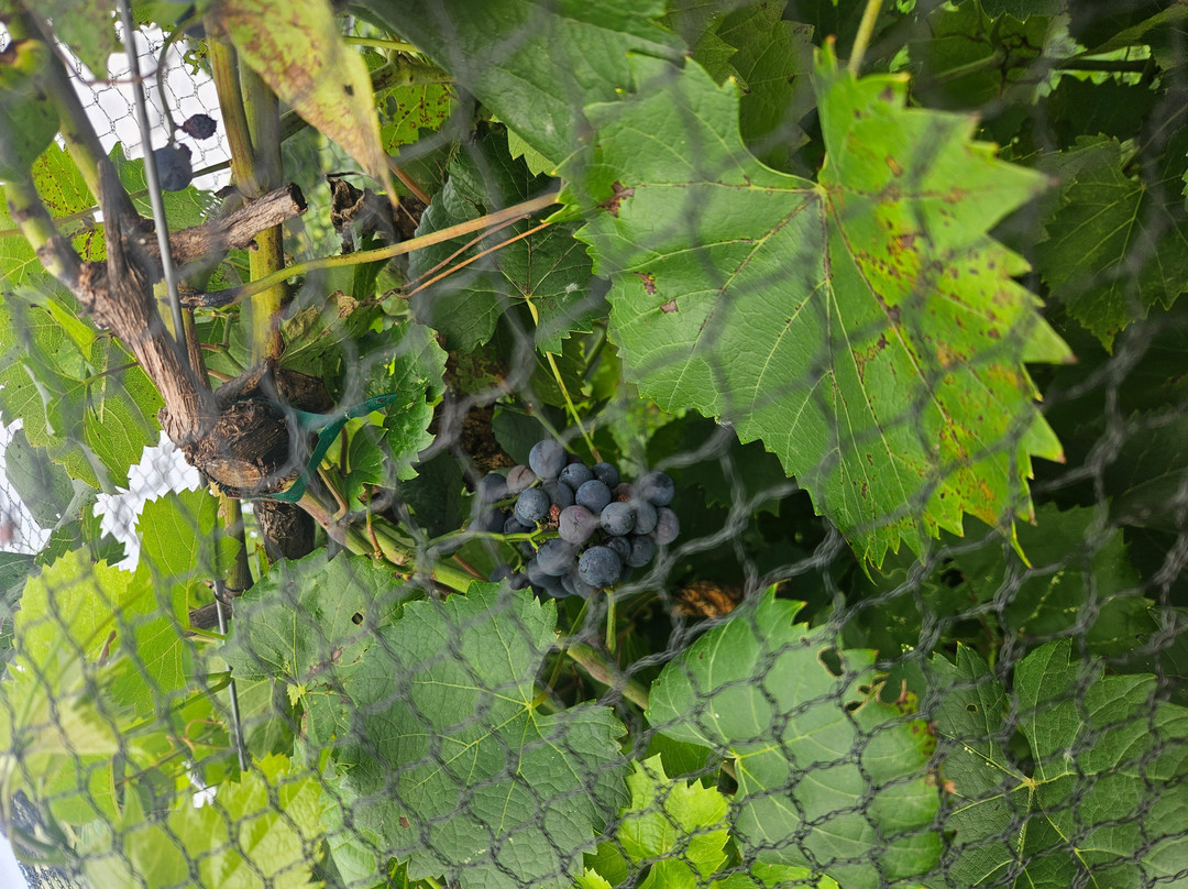 Gervasi Vineyard-坎顿必去景点