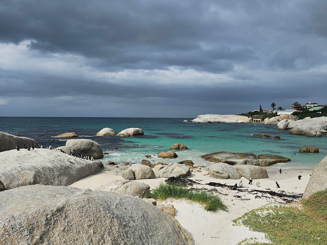 Boulders Beach Penguin Colony-西门镇必去景点