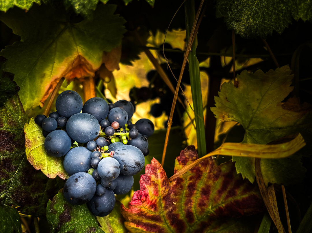 Bodega Finca Marañuela-La Orotava必去景点