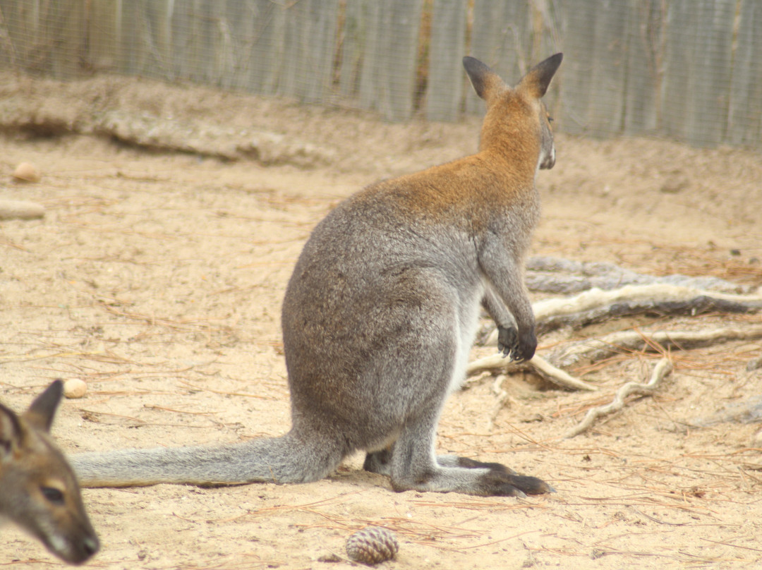 Badoca Safari Park-Santiago do Cacem必去景点