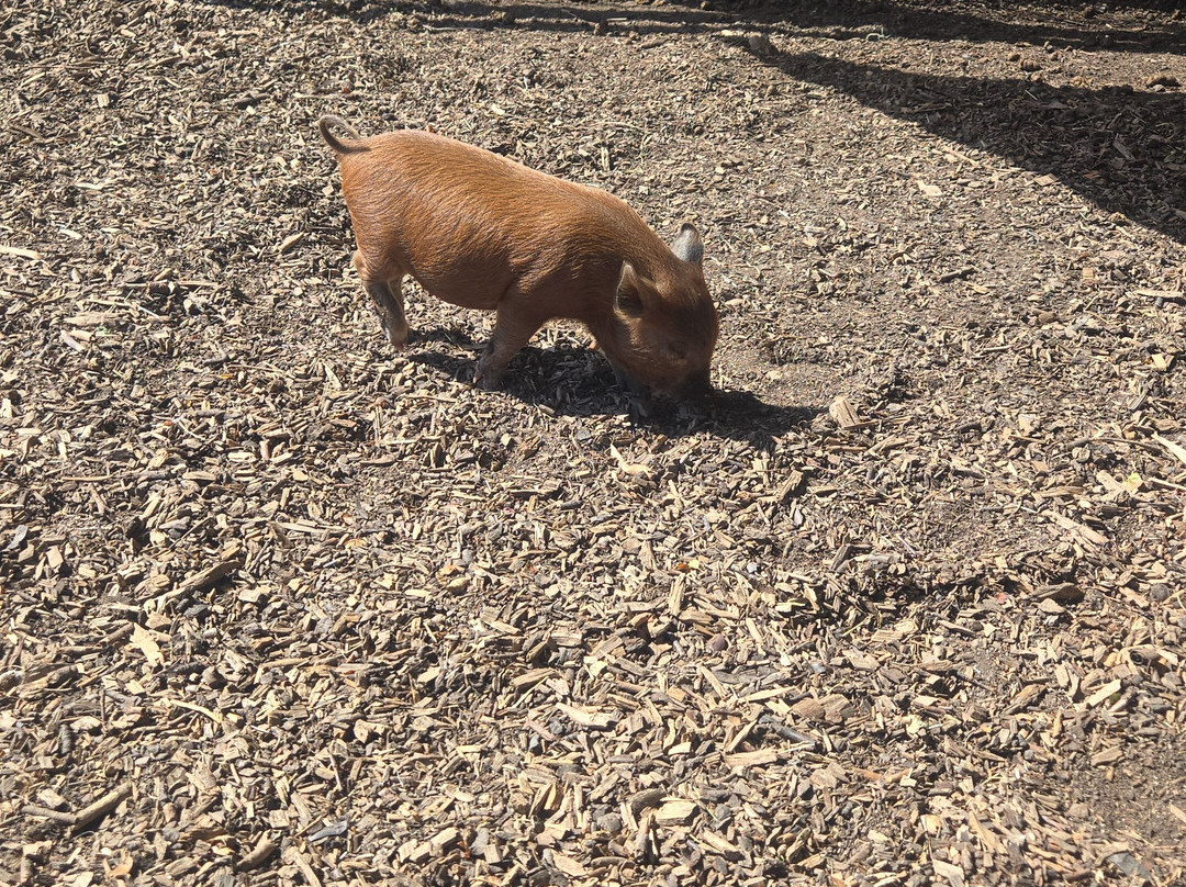 Kew Little Pigs Farm Ltd-Amersham必去景点