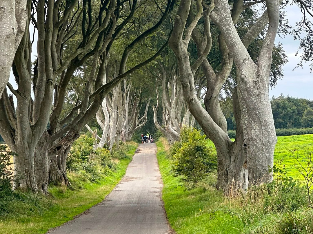 The Dark Hedges-巴利马尼必去景点