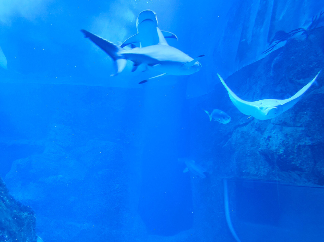 Aquarium de Biarritz-比亚里茨必去景点