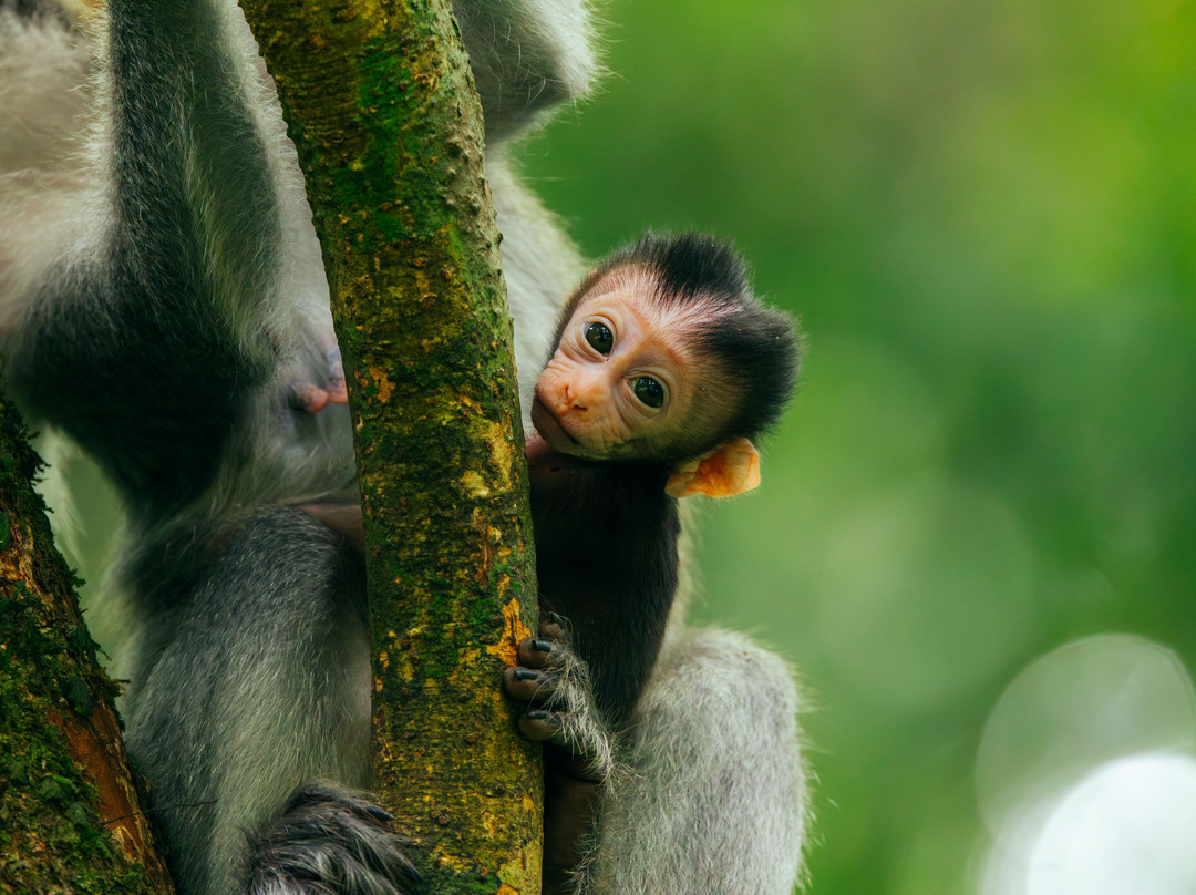 Jhony Jungle Trekking-Ketambe必去景点