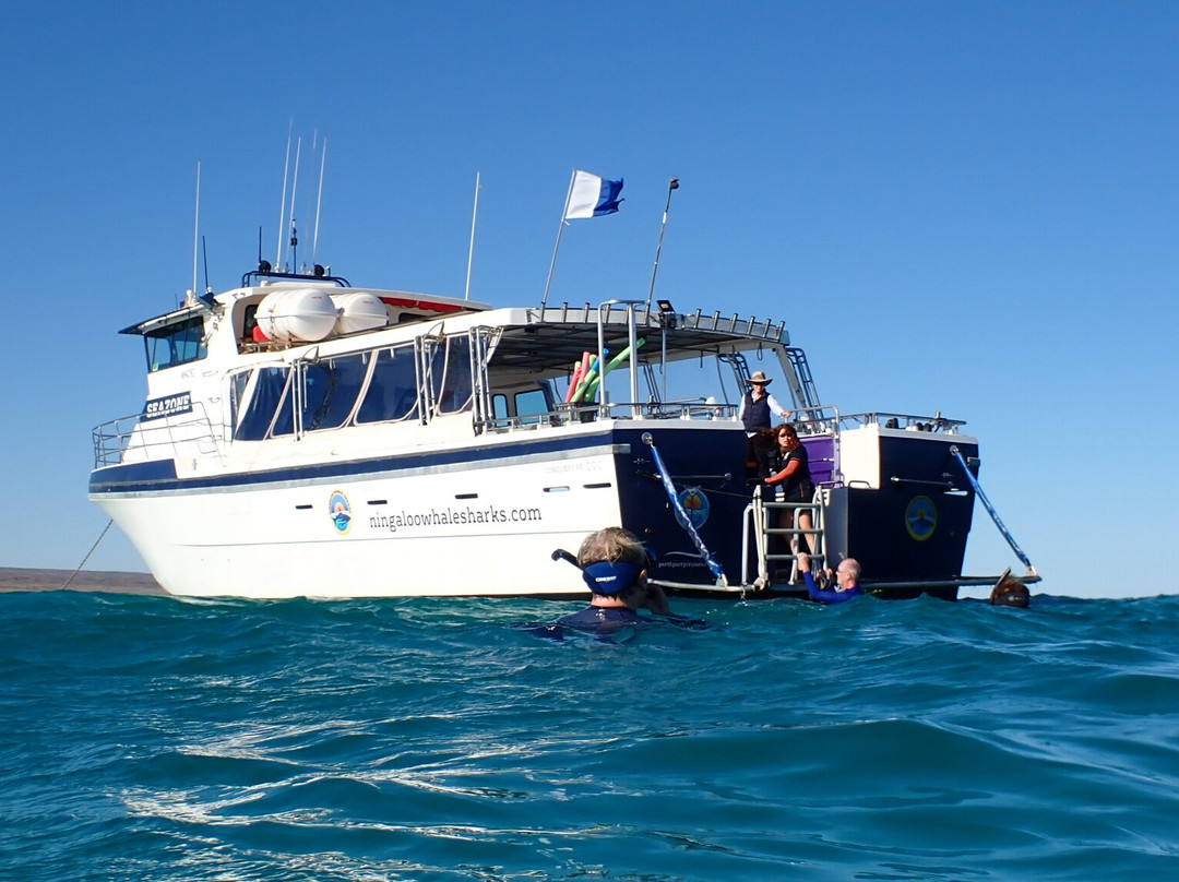 Ningaloo Whaleshark Swim-埃克斯茅斯必去景点