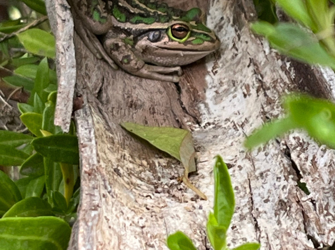 Yanchep National Park-扬切普必去景点