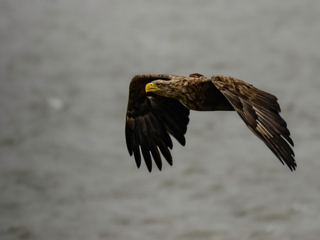 Birds Of Poole Harbour Events-普尔必去景点