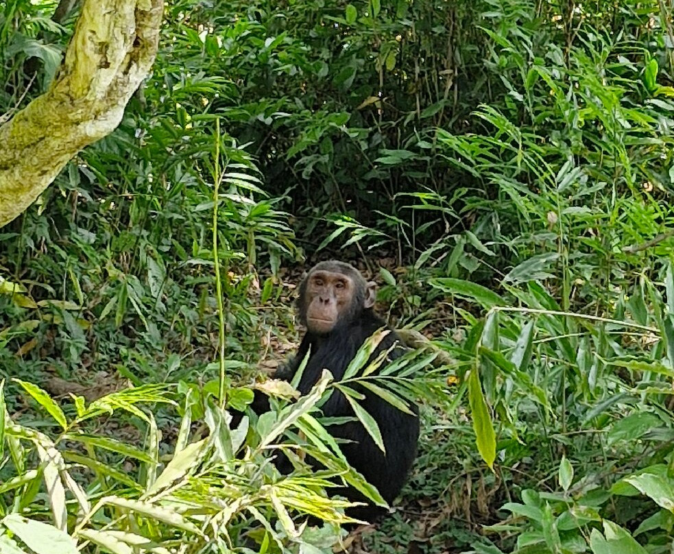 Nkuringo Safaris-布恩迪难以穿越的国家公园必去景点