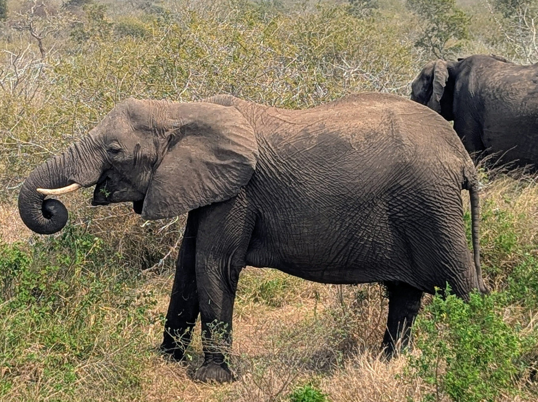 Lion Roar Safaris-尼斯普鲁特必去景点