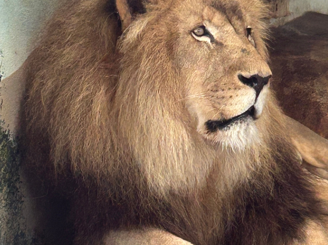 ZooParc de Beauval-圣艾尼昂必去景点