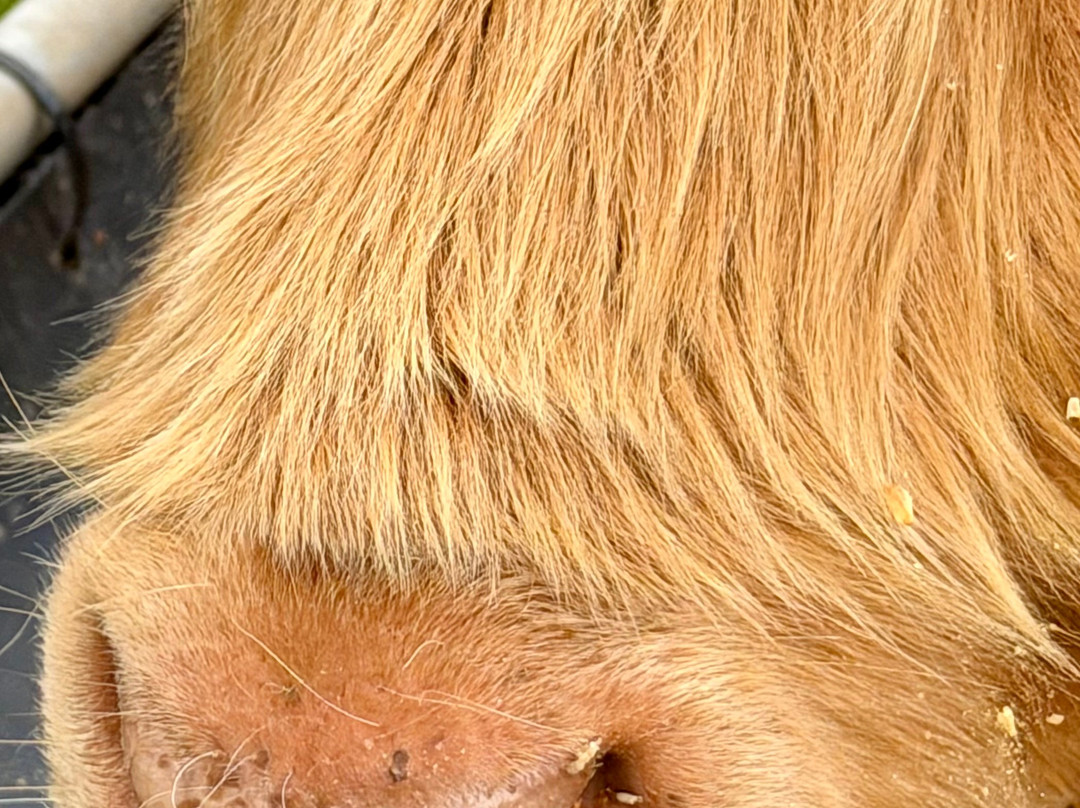 Kitchen Coos & Ewes-New Luce必去景点