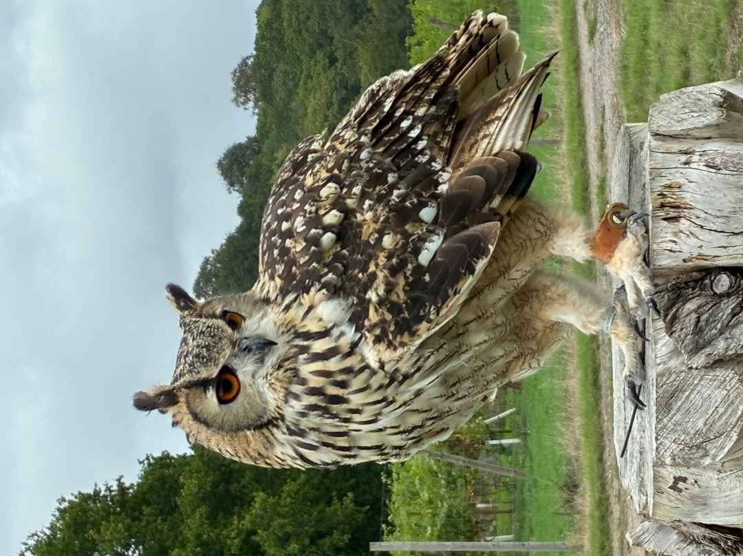 UK Owl And Raptor Centre-Groombridge必去景点