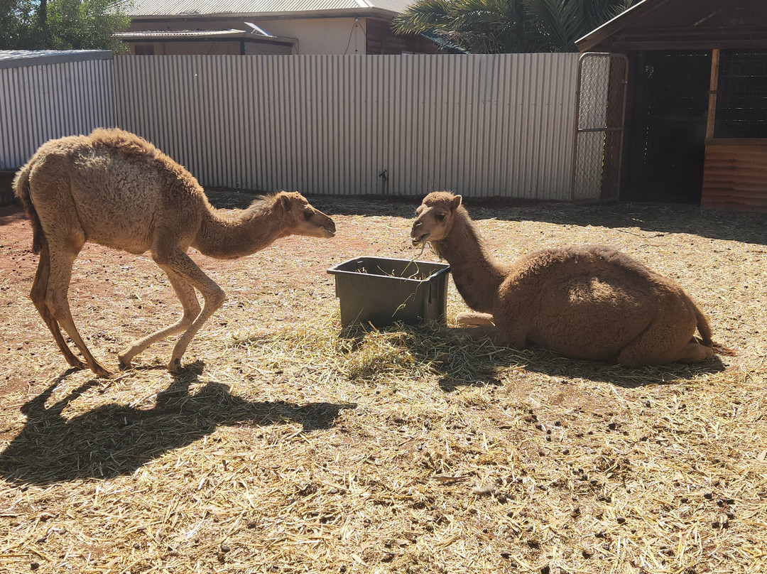 Uluru Camel Tours-尤拉拉必去景点