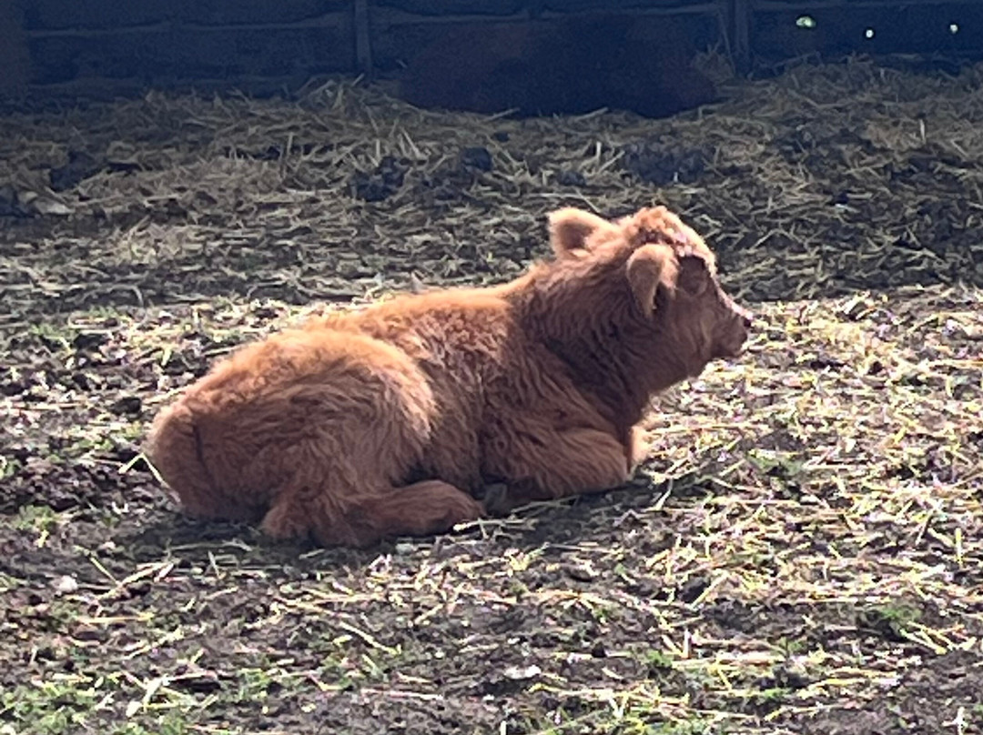 Baylham House Rare Breeds Farm-伊普斯威奇必去景点