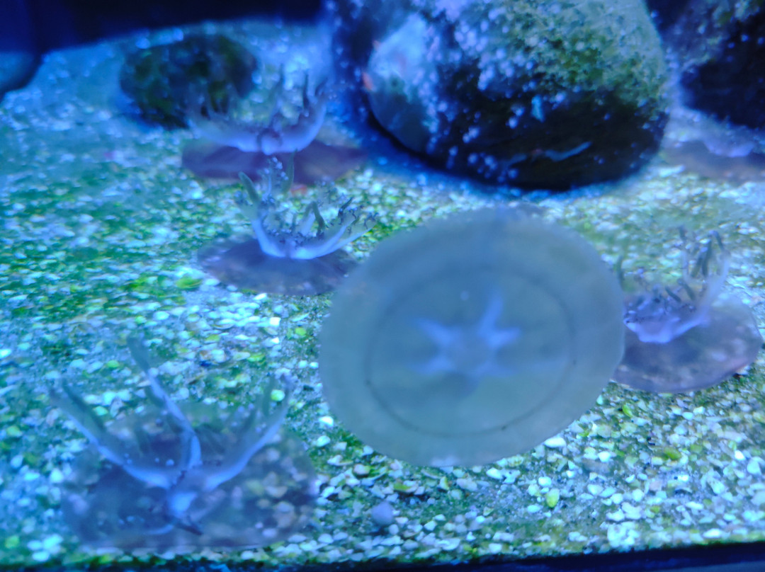 Ubatuba Aquarium-乌巴图巴必去景点