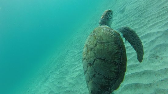 Curacao Taxi Max-威廉斯塔德必去景点
