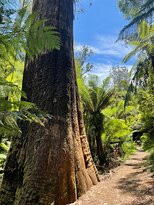 Hardy Gully Nature Walk-Kallista必去景点