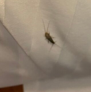 Best Western Escondido Hotel主图