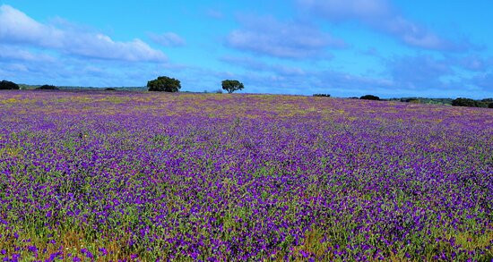 Lodge Monte do Sobral主图