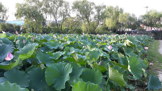 Gungnamji Pond-扶余郡必去景点