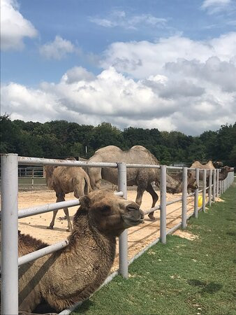 Dodo Wildlife Park景点图片