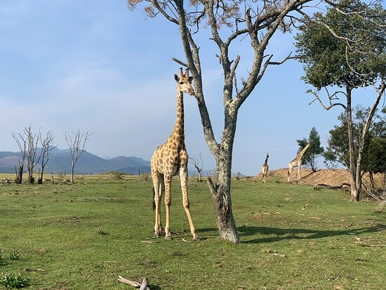Plettenberg Bay Game Reserve-普利登堡湾必去景点