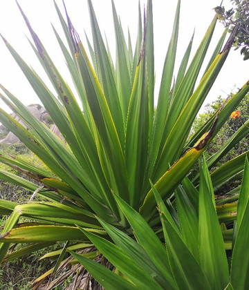 Praia do Gravatá-弗洛里亚诺波利斯必去景点