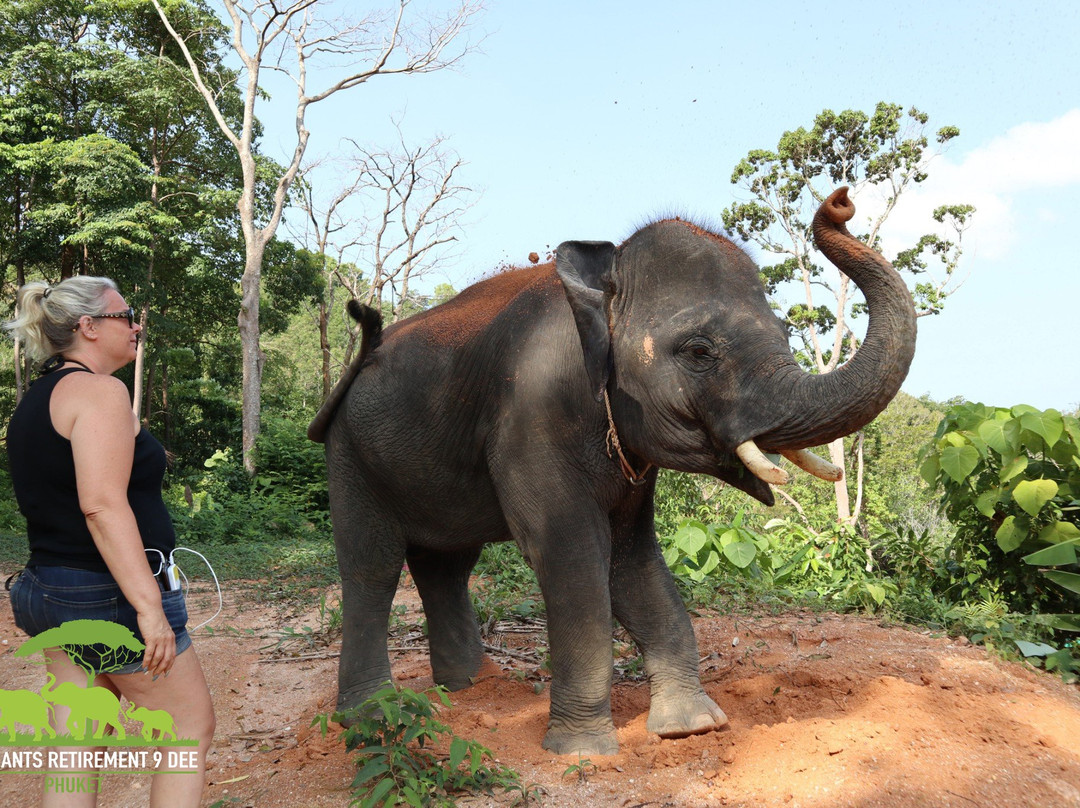 Elephants At 9 Dee Phuket-呈塔累必去景点