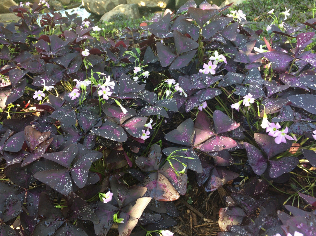 Tulsa Garden Center at Woodward Park-塔尔萨必去景点