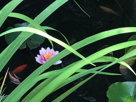 Richemont旅游攻略图片