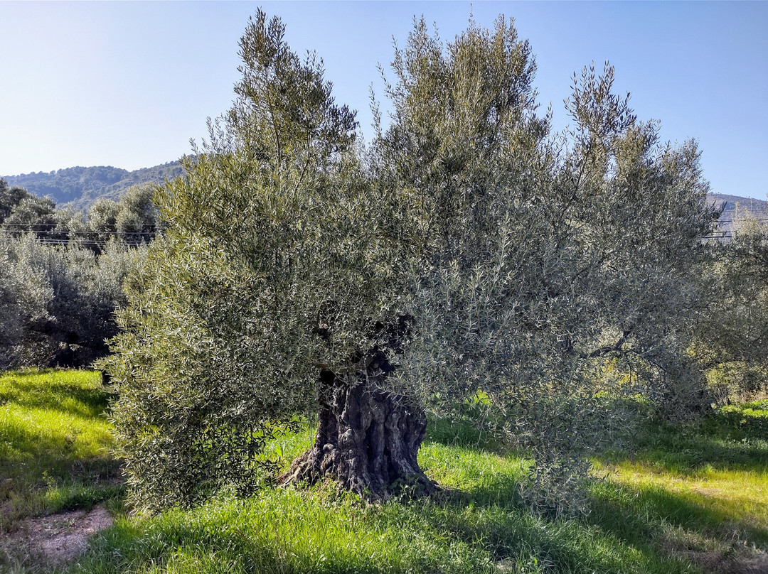 Artana旅游攻略图片