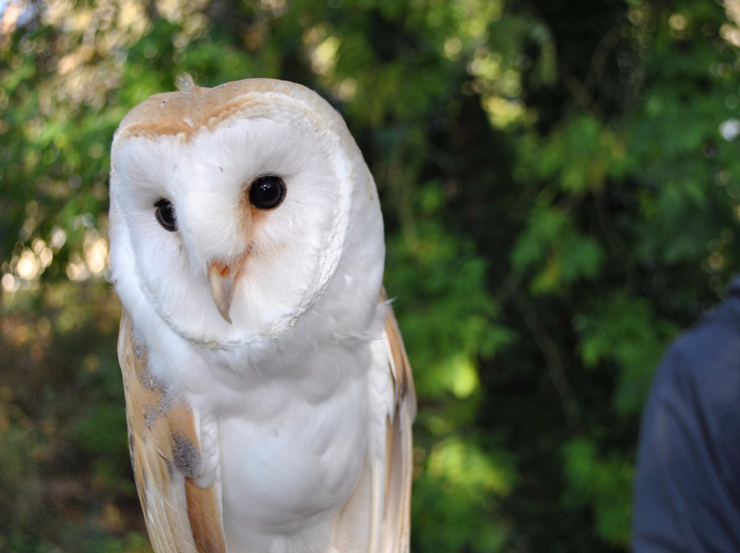 Killarney Falconry景点图片