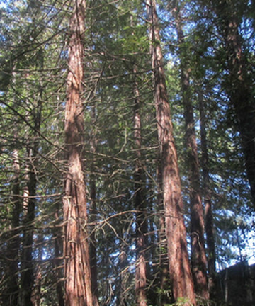 Joaquin Miller Park景点门票图片