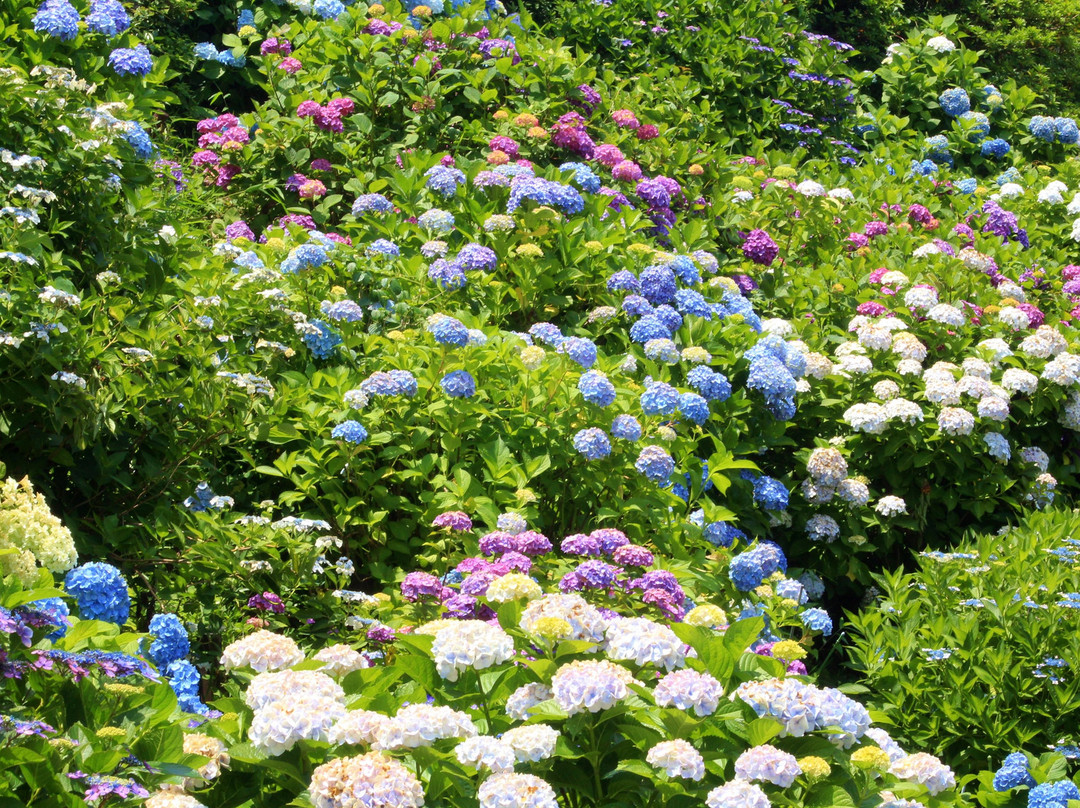 Maegasaki Ajisai Street