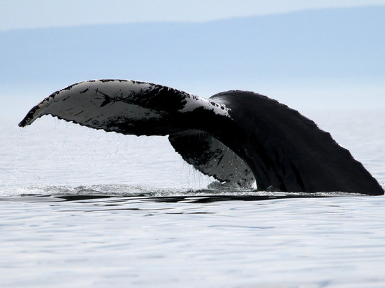 Meriscope-Portneuf-sur-Mer必去景点