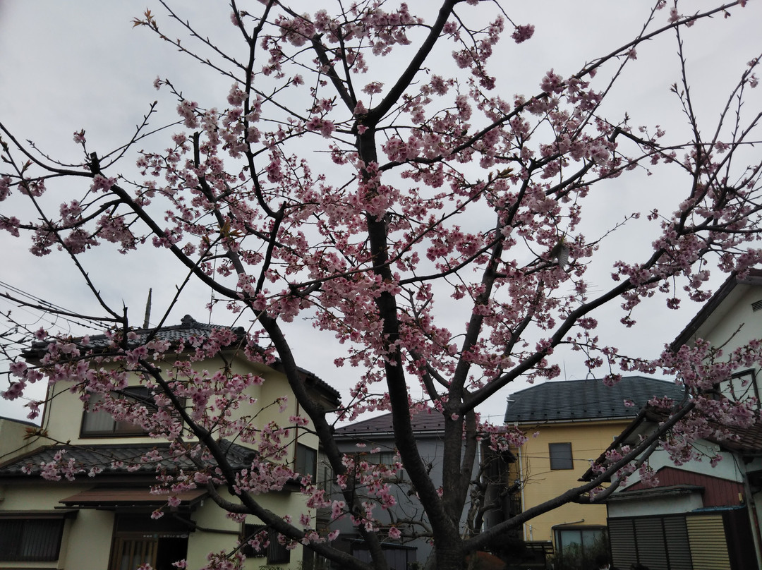 Sagamigaoka Nakayoshi Komichi Sakura Hyakka no Michi-座间市必去景点