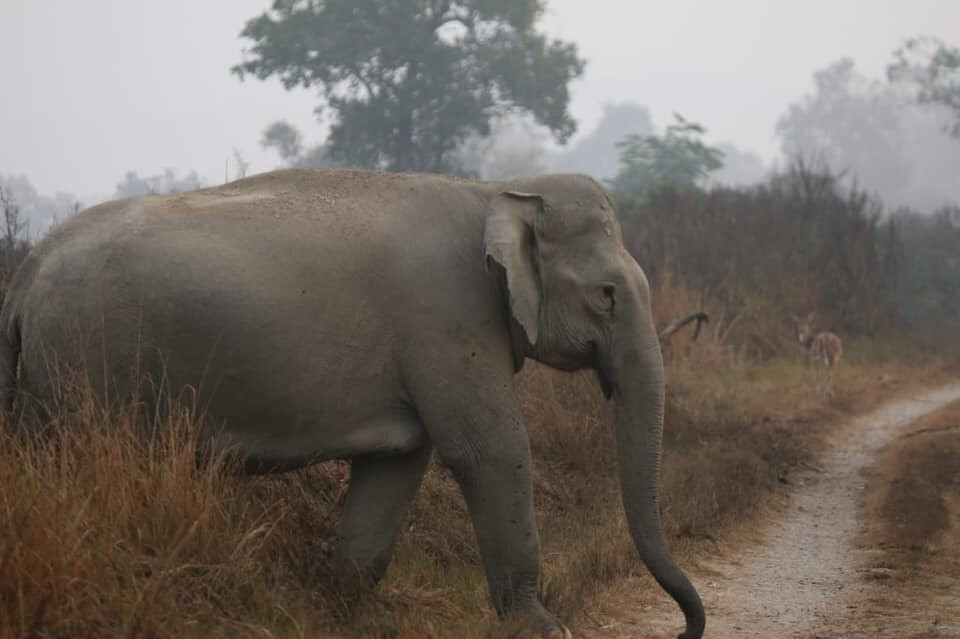 Jim Corbett Tiger Reserve