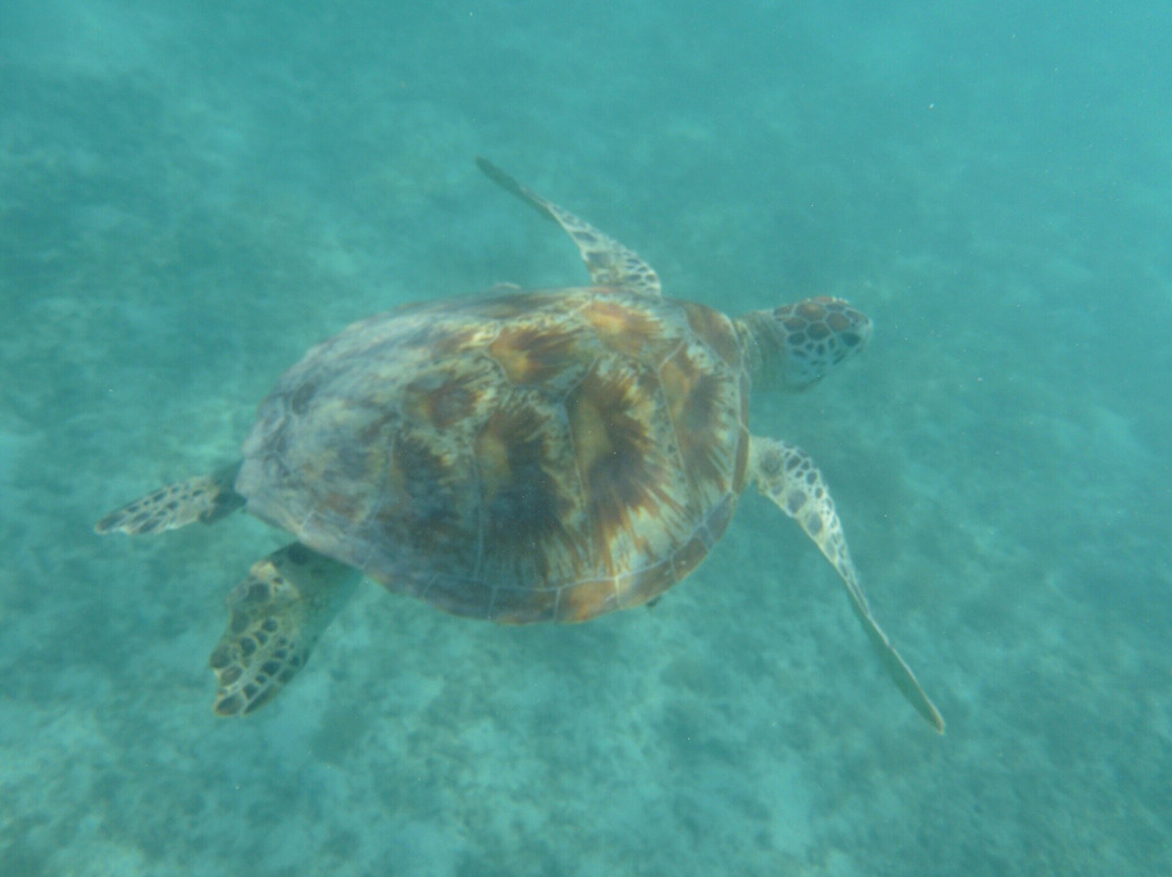 Lizard Island National Park-蜥蜴岛必去景点