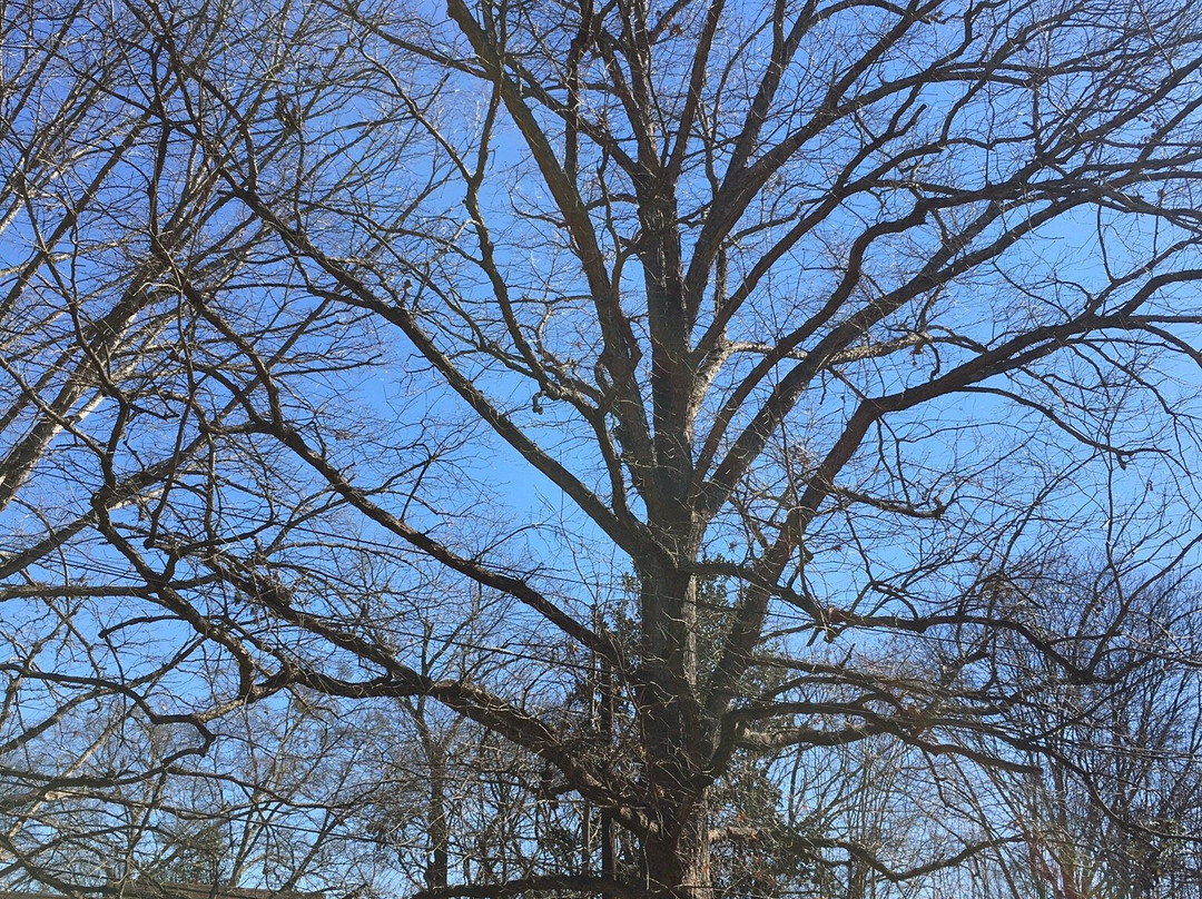 Tree That Owns Itself-阿森斯必去景点