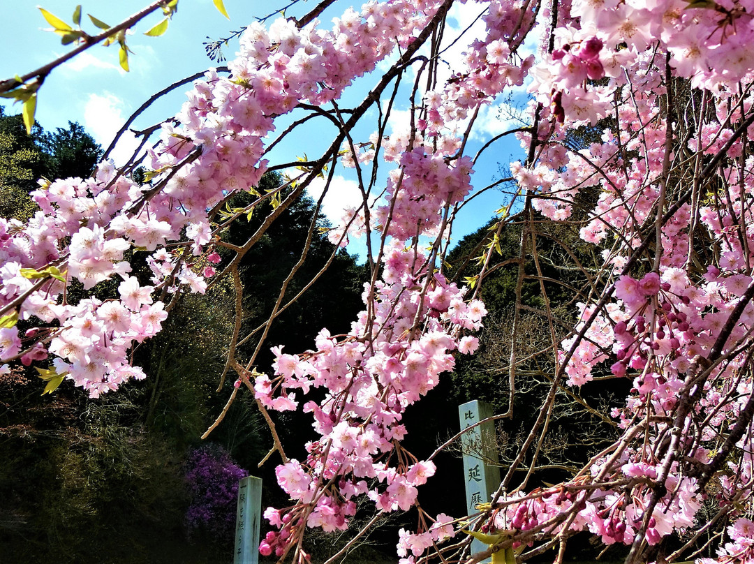 Hieizan Driveway-近畿必去景点