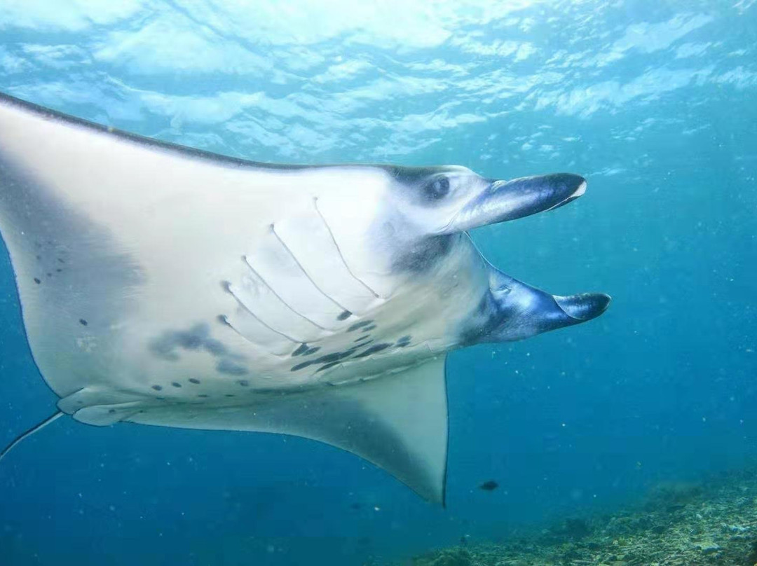 Somer Dive Center-Labuan Bajo必去景点