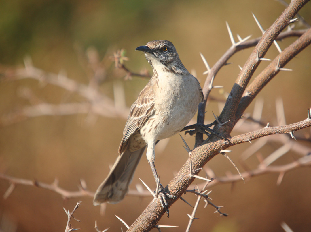 Arrowhead Birding Tours景点图片