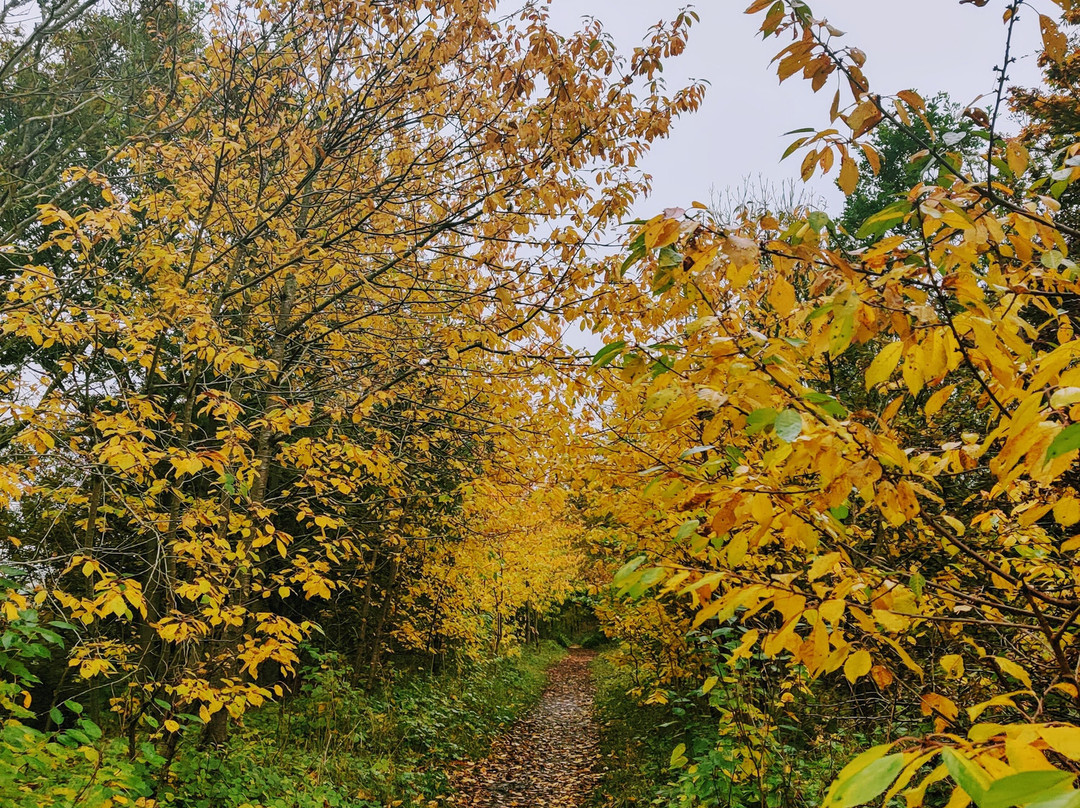 Wynyard Woodland Park-斯托克顿提斯必去景点