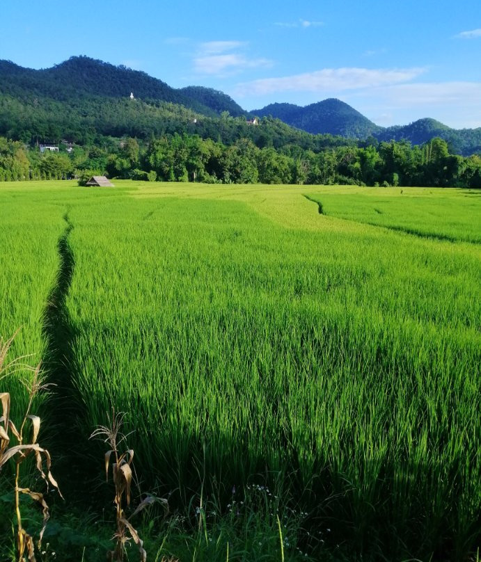 Mae Ping Long Neck Village景点图片