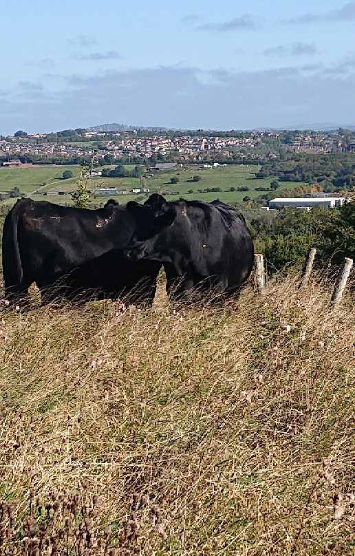 Apedale Community Country Park景点图片