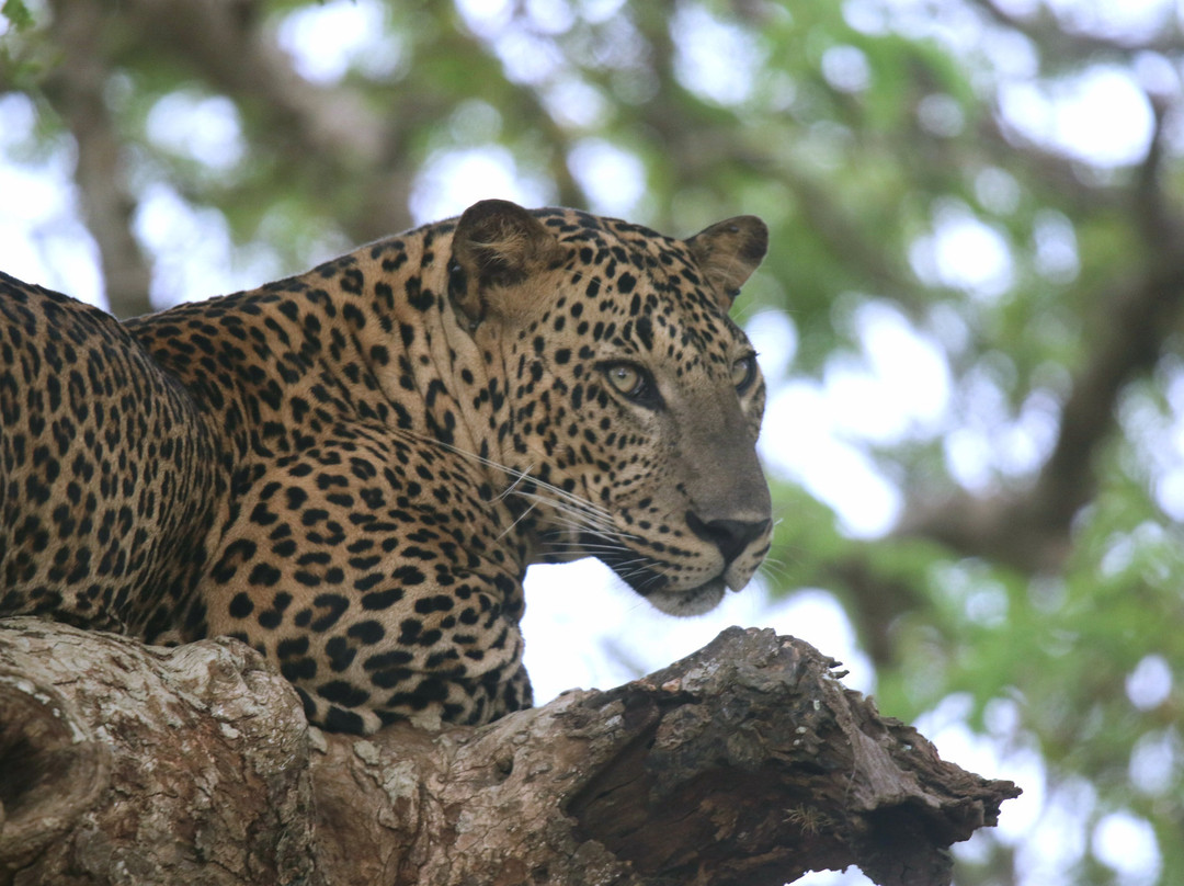 Mowgli Safari-蒂瑟默哈拉默必去景点