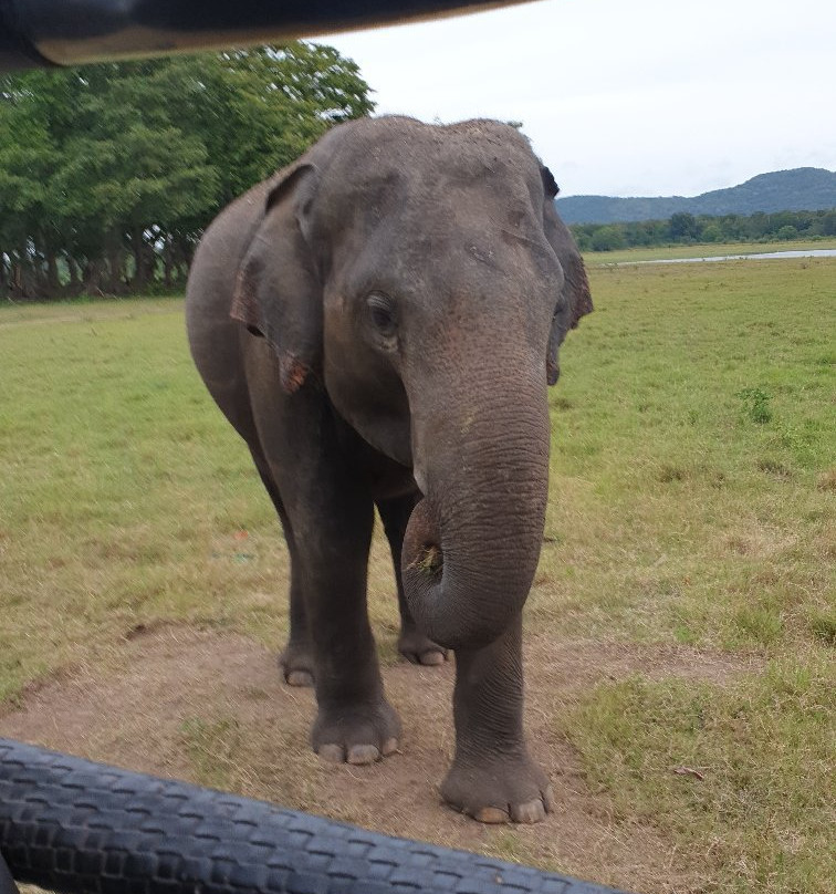 Minneriya Tusker Safaris景点图片